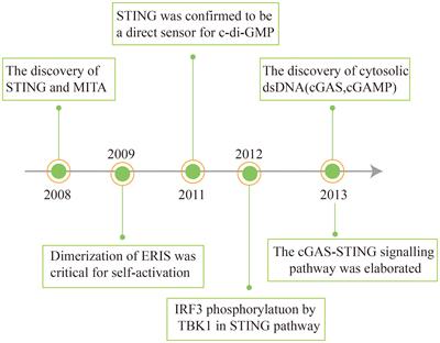 The role of cGAS-STING signaling in pulmonary fibrosis and its therapeutic potential